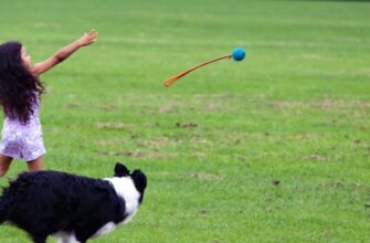 Хотел заработать на выгуле собак, но потерял 7 000 рублей. Чего не нужно делать, чтобы не повторять моих ошибок?